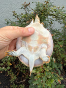 Smooth Softshell Turtle Adult Male