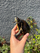 Franco-Italian Pond Turtle Adult Female
