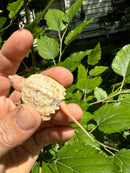 Paradox Albino Common Snapping Turtle