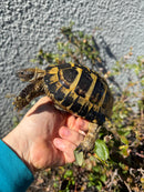 Eastern Hermann's Tortoise Adult Male