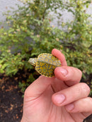 Pastel Clown Peacock Slider Baby 2026