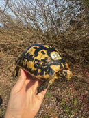 Libyan Greek Tortoise Adult Male