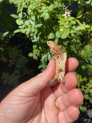 Hypo Peach Geoffroy's Sideneck Turtle