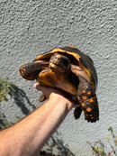 Barbados Red Foot Tortoise Adult Female