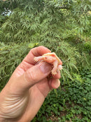 Baby Albino Common Snapping Turtle 2025 Pig Tail