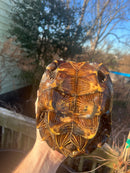 Spiny Hill Turtle Adult Pair