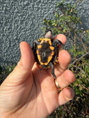 Southern Keeled Box Turtle Baby