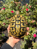Eastern Hermann's Tortoise Adult Female