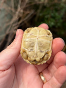 Leopard Tortoise 2024