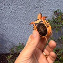 Vietnamese Three-striped Box Turtle