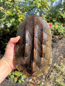 Mexican Giant Musk XXL Adult Pair