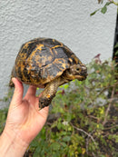 Mesopotamian Greek Tortoise Adult Female