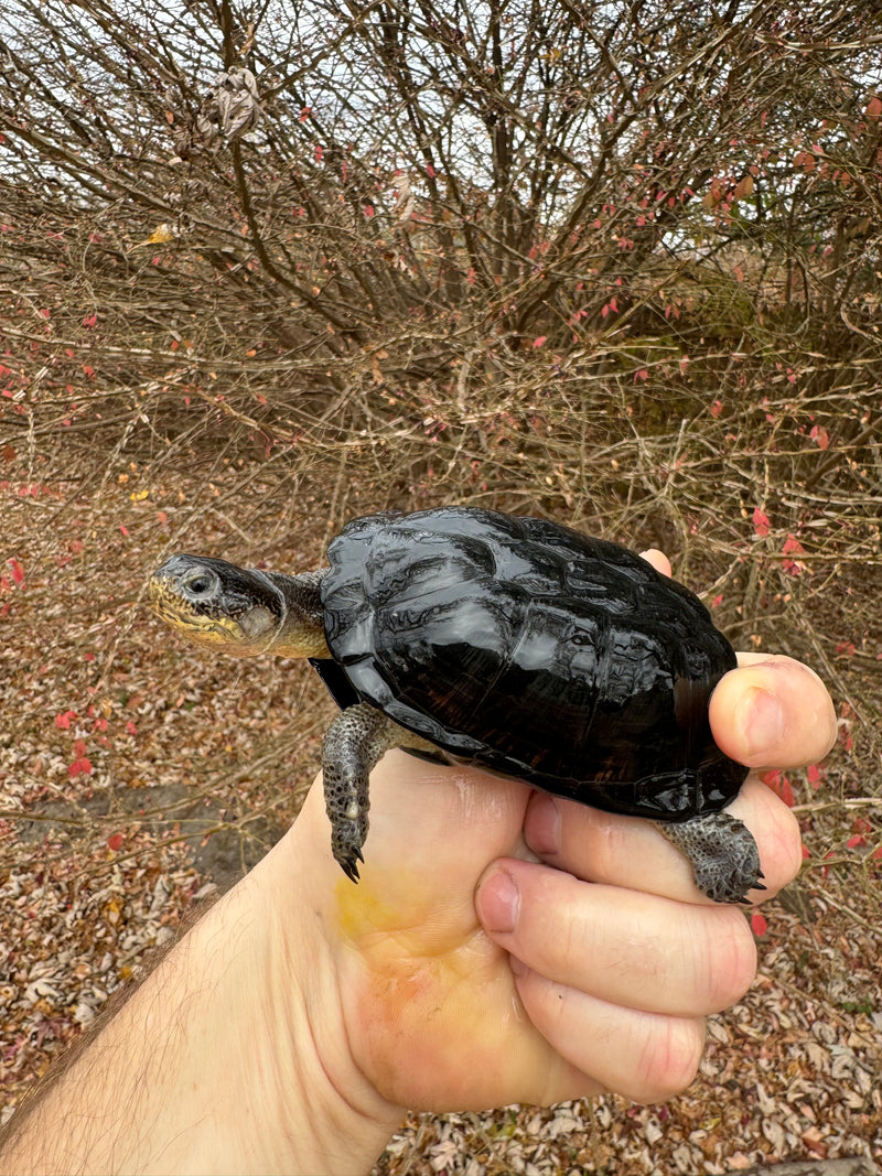 African Dwarf Mud Turtle Adult Female