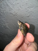 Hi White Concentric Diamondback Terrapin 2024