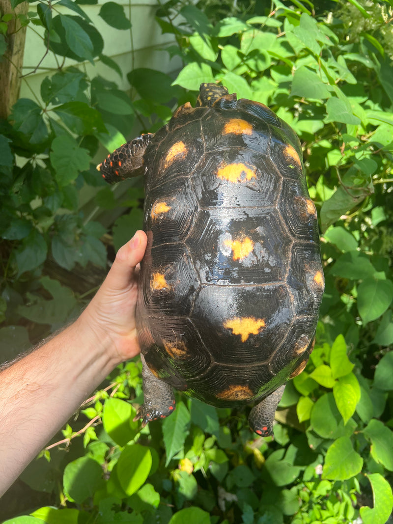 Suriname Red Foot Tortoise Adult Pair 5 (Chelonoidis carbonaria)