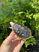 Ornate Diamondback Terrapin Male