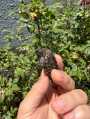 Alligator Snapping Turtle X Florida Snapping Turtle