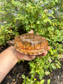 Flat Shell Turtle Juvenile Female 2025