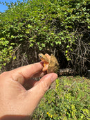 Golden Coin Box Turtle 2025