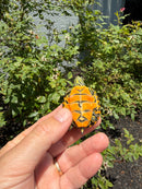 Florida Red Bellied Turtle X Peacock Slider