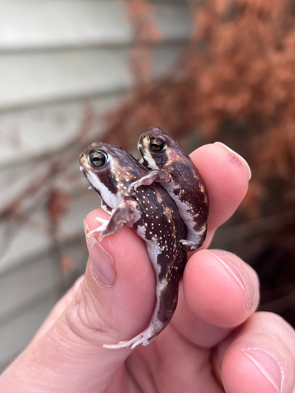 rain frog for sale