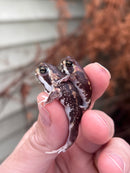 Mozambique Rain Frogs (Breviceps adspersus)