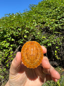 Bourret's Flowerback Box Turtle 2025