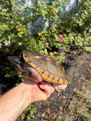 Mexican Giant Musk XXL Adult Pair