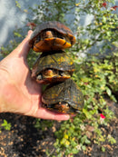 Red Cheeked Mud Turtle Adult Trio