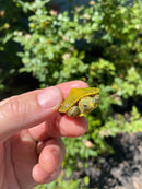 Mitch Clown Red Eared Slider Turtle