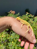 Crimson Red Albino Green Iguana 2026