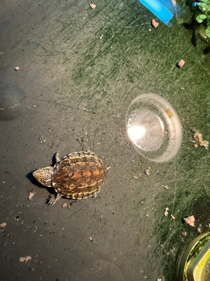 Pastel Common Musk Turtle Baby