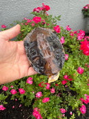 Twist-necked Turtle LTC Female