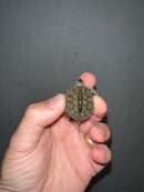 Concentric Diamondback Terrapin 2023 (Malaclemys terrapin)