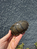 Razor backed Musk Turtle CB Adult Trio