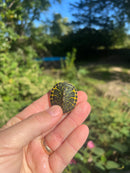 Yellow Flame Baby Florida Red Bellied Turtle