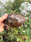 Franco-Italian Pond Turtle Adult Female