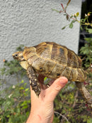 Mesopotamian Greek Tortoise Adult Female