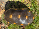 Barbados Red Foot Tortoise Adult Male