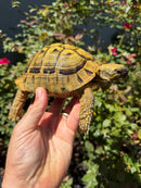 Eastern Hermann's Tortoise Adult Male