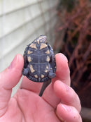 East African Mud Turtle Babies (Pelusios castanoides)