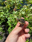 HI YELLOW Florida Box Turtle