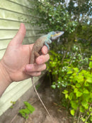 Oriental Garden Dragon Lizard (Calotes versicolor)