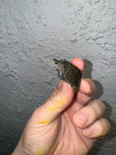 Hi White Concentric Diamondback Terrapin 2024