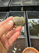 Parker's Snake Neck Turtle Baby