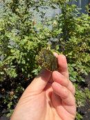 Florida Red Bellied Turtle X Peacock Slider