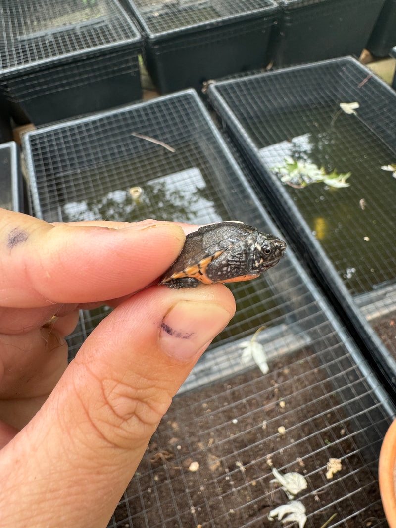 Razor backed Musk Turtle X Stinkpot Musk Turtle Hybrid Baby 2024