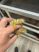 Aquaflame Blue Eastern Collared Lizard Adult Pair
