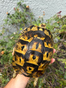 Mesopotamian Greek Tortoise Adult Female