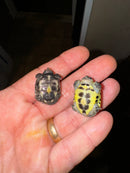 Pastel Reeves Turtle Baby 2024